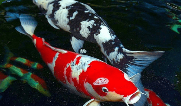 1. Cá chép Koi - Loài cá đắt nhất thế giới