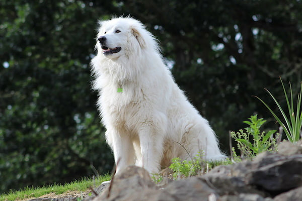 Chó Great Pyrenees