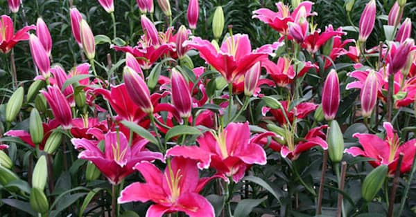 Hoa ly - Lily