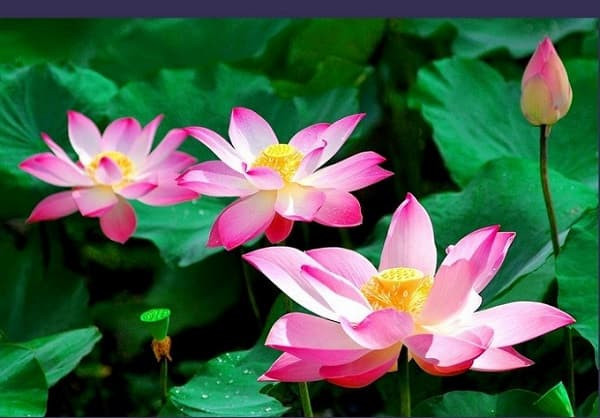 Hoa sen - Lotus flower