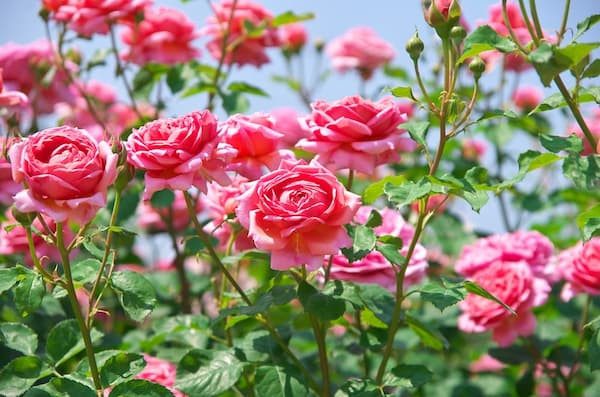 Hoa hồng - Rose