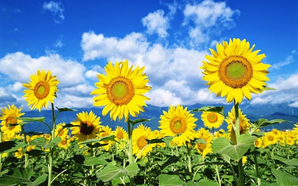 Hoa hướng dương - Sunflower