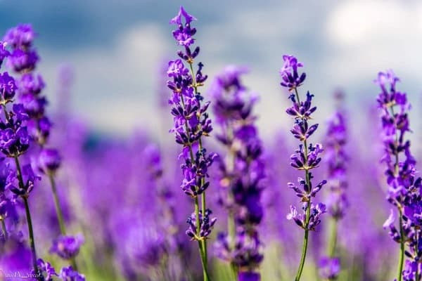Hoa oải hương - Lavender