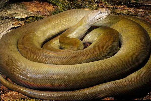Rắn Papua python