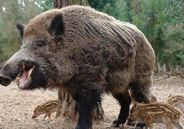 Lợn rừng khổng lồ xuất hiện ở nơi bất ngờ nhất
