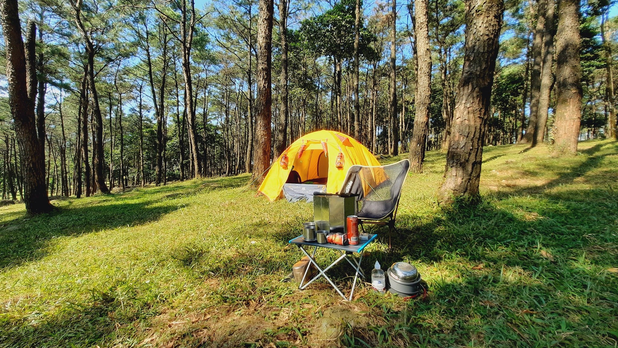 Rừng Thông Vườn Quốc Gia Ba Vì