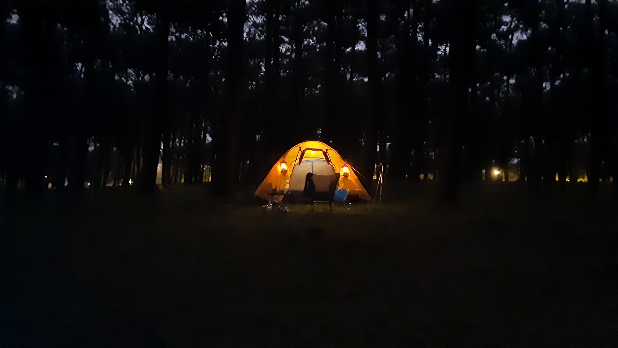 Rừng Thông Vườn Quốc Gia Ba Vì