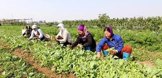 Rau Sạch Trác Văn