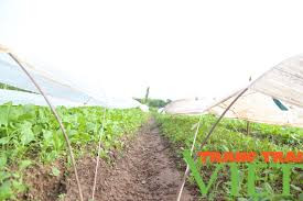 Rau Sạch Trác Văn