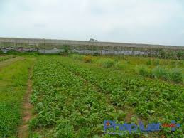 Rau Sạch Trác Văn