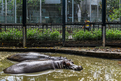 Vườn Thú Hà Nội - Công Viên Thủ Lệ - Hanoi Zoo