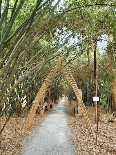 Con đường tre đẹp nhất Hậu Giang