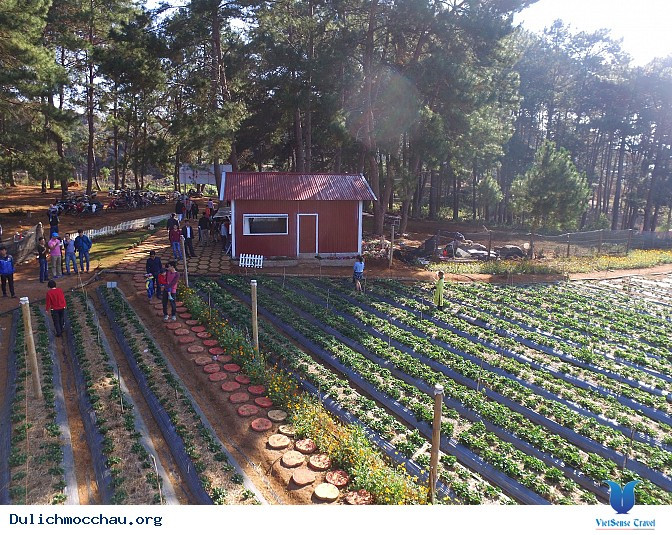 Vườn dâu Chimi Farm 4