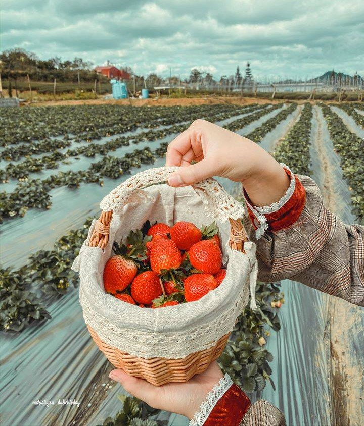 Vườn dâu Chimi Farm 4