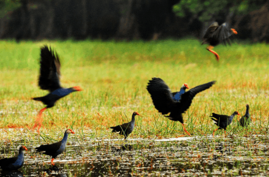 Rừng Tràm Gáo Giồng