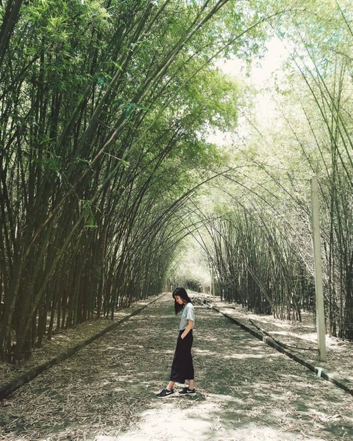 Con đường tre đẹp nhất Hậu Giang