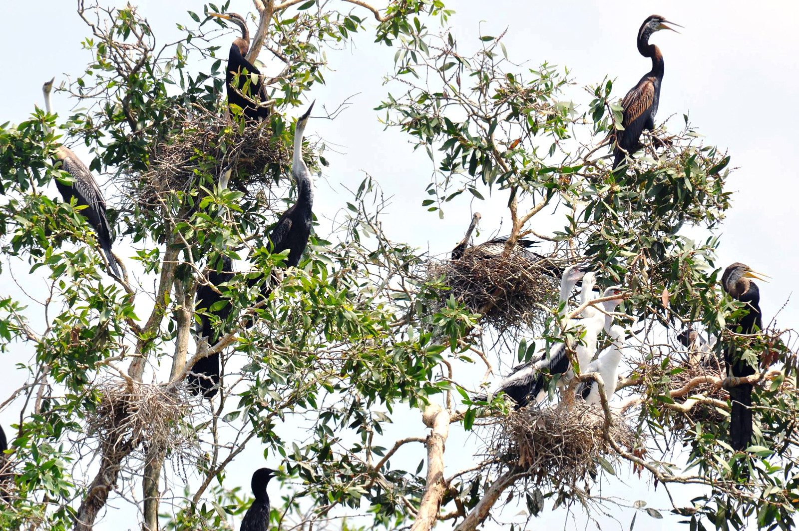 Khu bảo tồn đất ngập nước Láng Sen