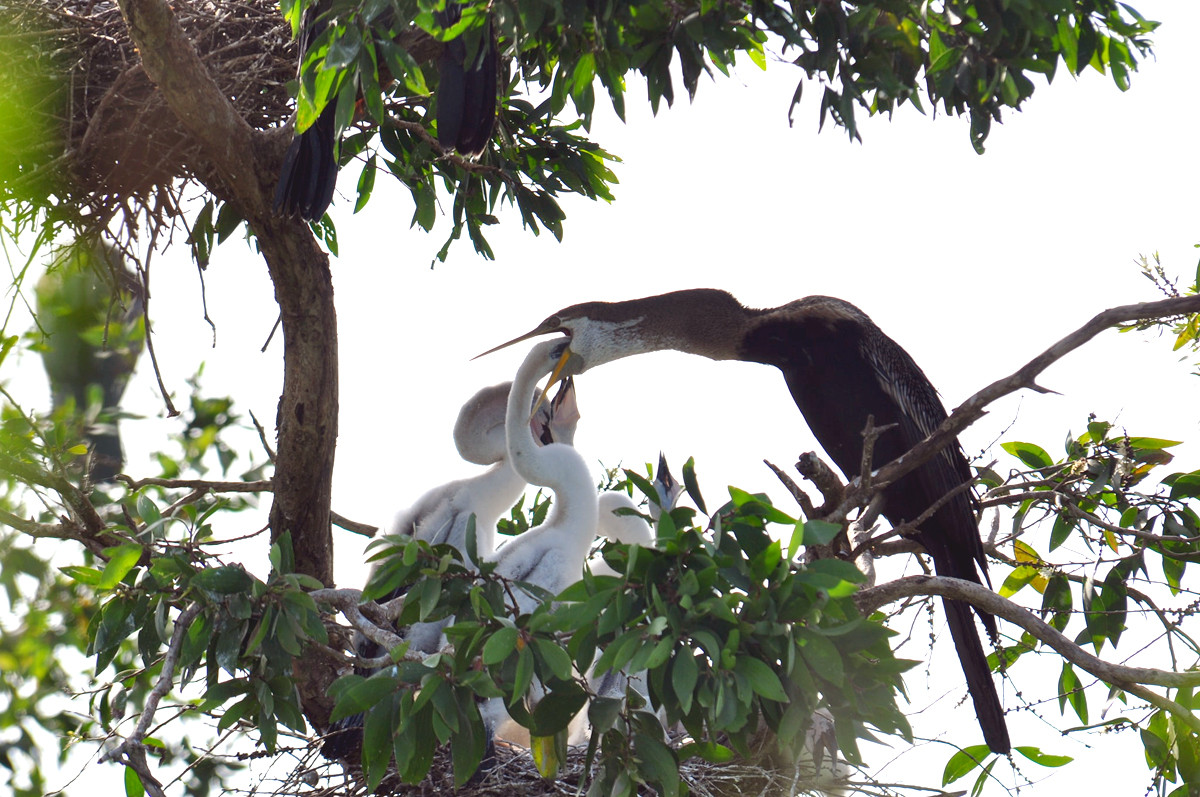 Khu bảo tồn đất ngập nước Láng Sen