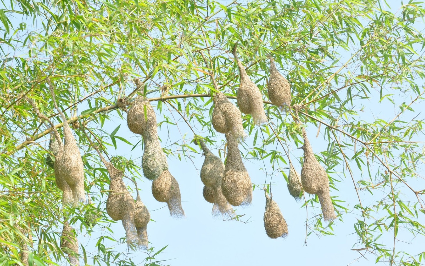 Khu bảo tồn đất ngập nước Láng Sen