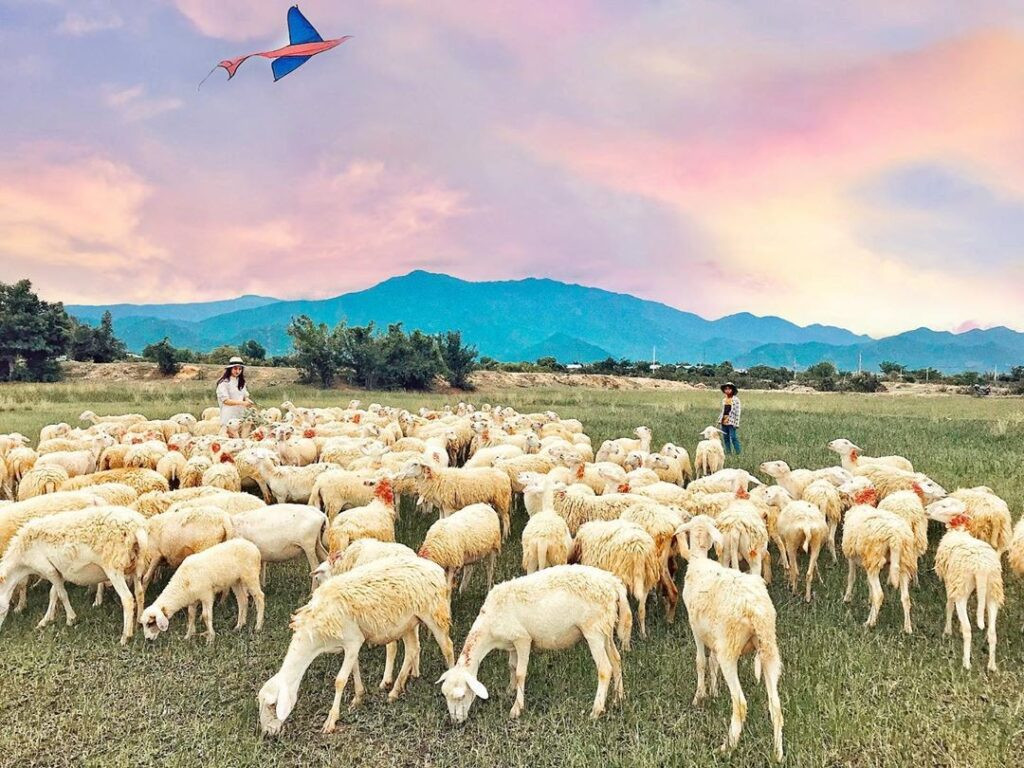 Đồng Cừu An Hòa (Copper Sheep)
