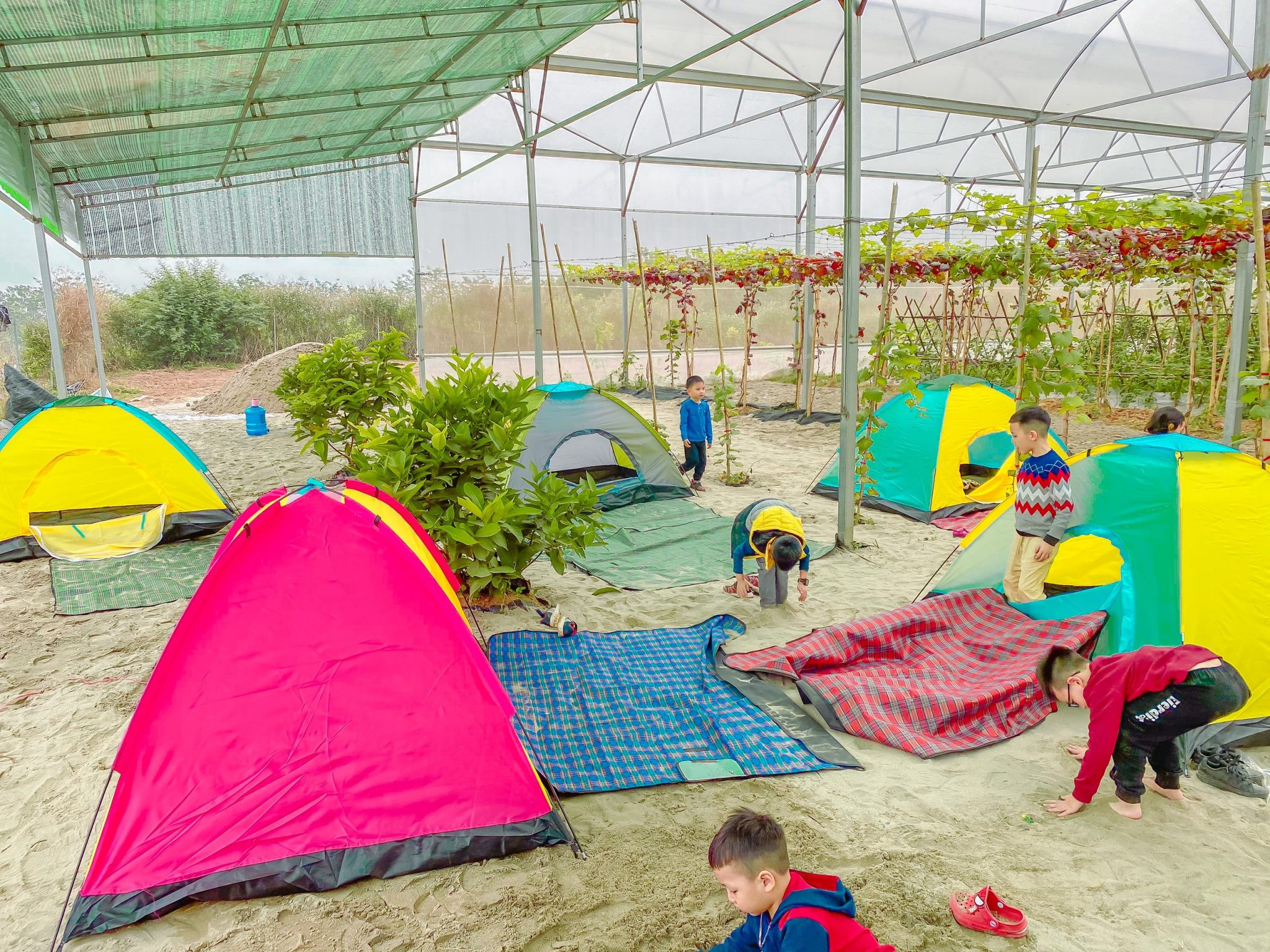 Vườn dâu Chimi Farm 4