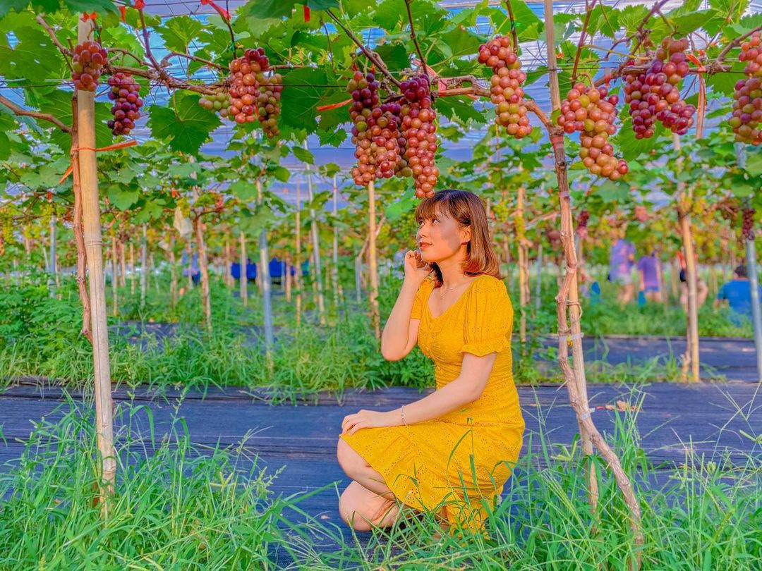 Vườn dâu Chimi Farm 4