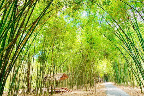 Con đường tre đẹp nhất Hậu Giang