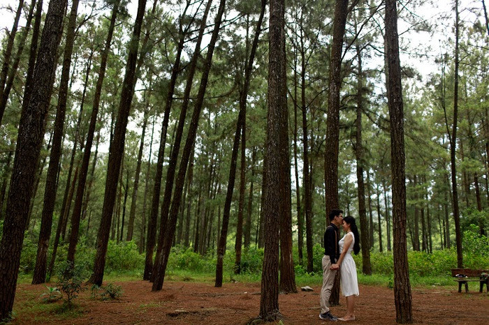 Đồi thông Bồ Bồ