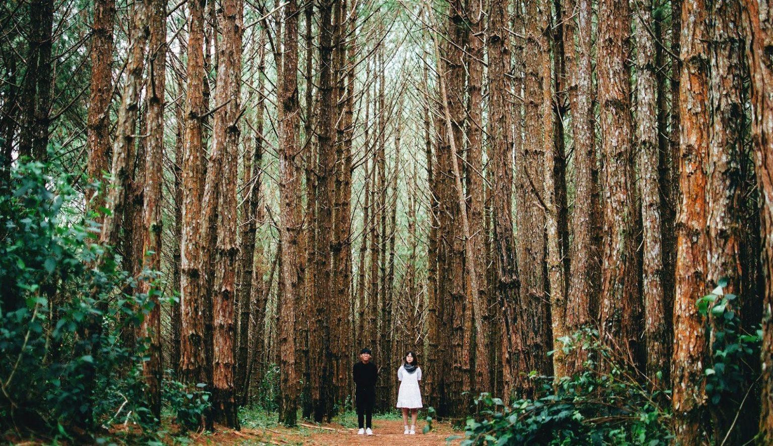 Đồi thông Bồ Bồ