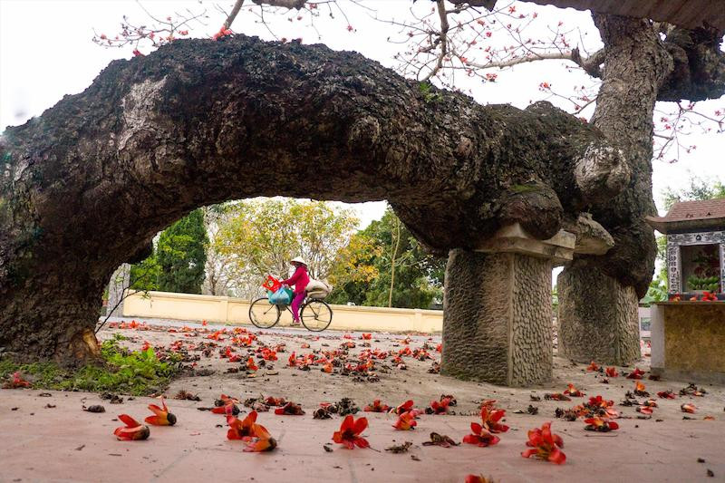 Hoa gạo Thái Bình