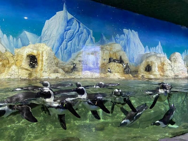 thuy-cung-aquarium-times-city