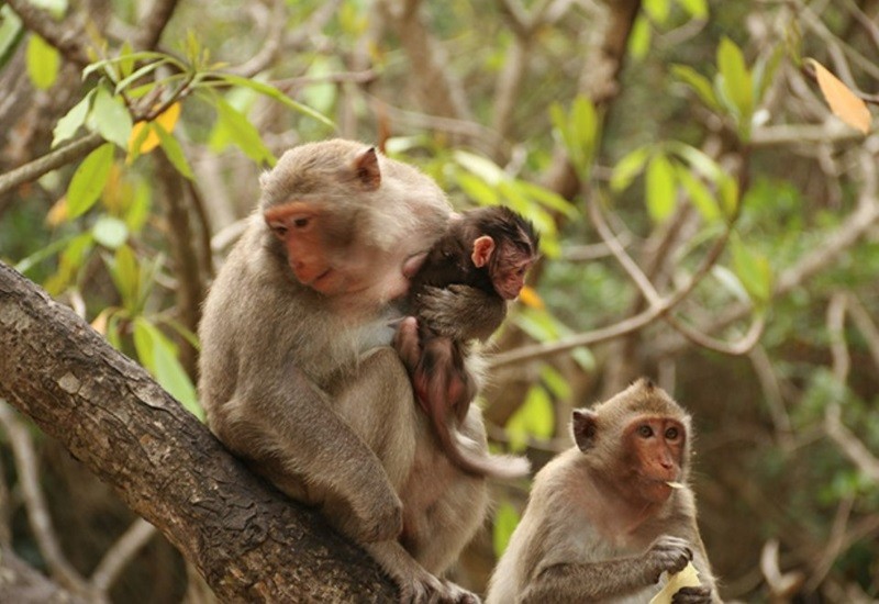 Đảo Khỉ Cát Bà là nơi sinh sống của hàng nghìn chú khỉ tinh nghịch