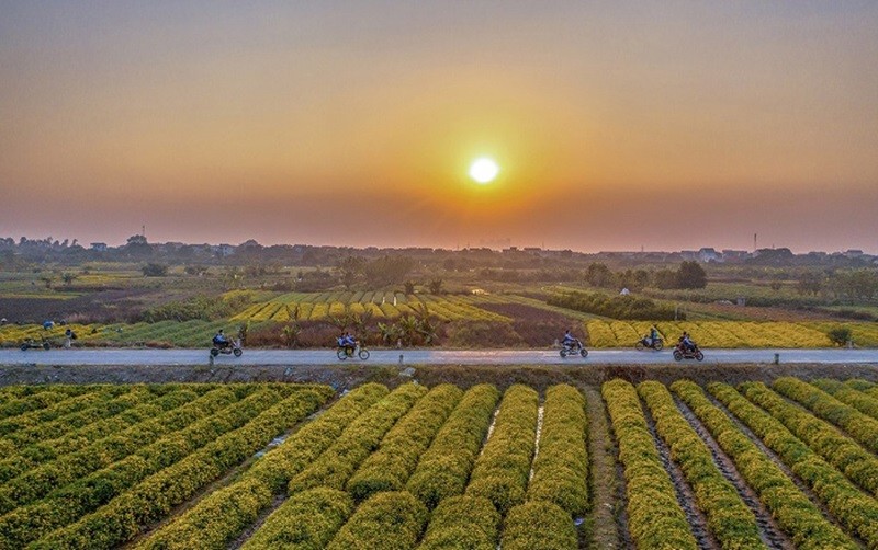 Cánh đồng hoa Cúc Chi là một điểm du lịch nổi tiếng của tỉnh Hưng Yên