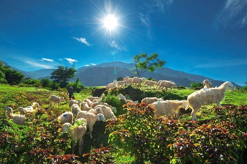 Đồng cừu An Hòa là một địa điểm lý tưởng để chụp ảnh