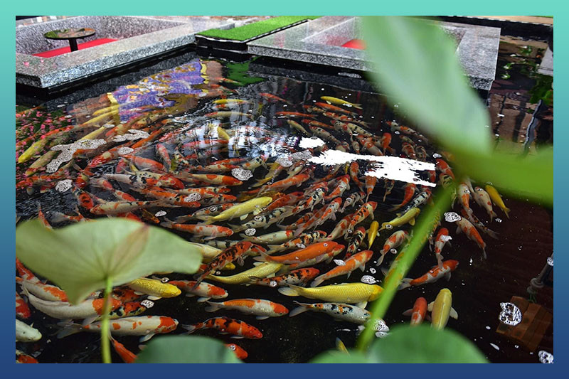 KOI AND YOU Tuyên Quang