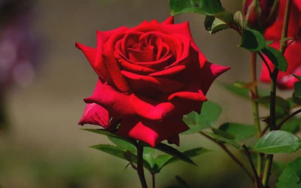 Bài văn tả cây hoa hồng số 5
