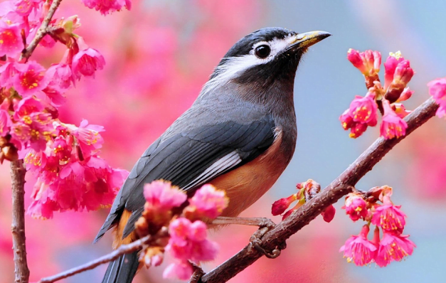 Bài văn phân tích bài thơ mùa xuân nho nhỏ mẫu 6