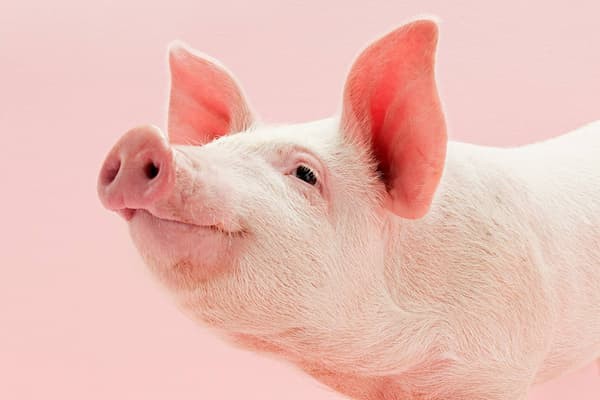 Bài văn tả về con lợn 1