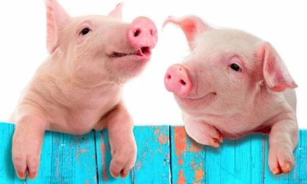 Bài văn tả về con lợn 10