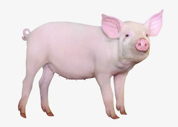 Bài văn tả về con lợn 3