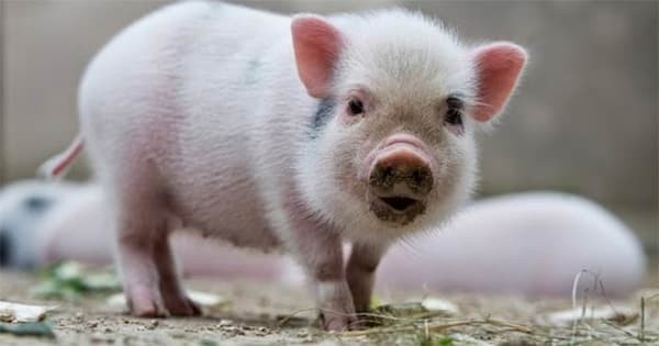 Bài văn tả về con lợn 4