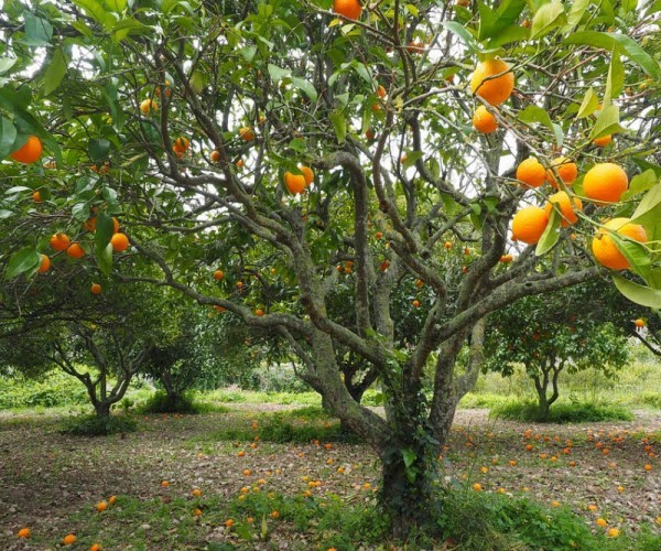 Bài văn tả cây ăn quả (Bài mẫu 4)