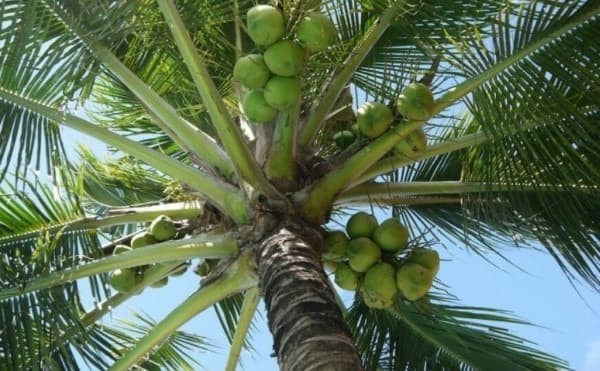 Bài văn tả cây dừa 2