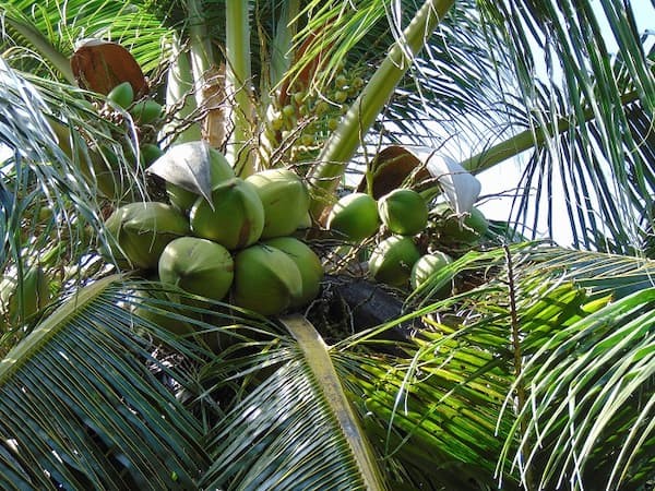 Bài văn tả cây dừa 4