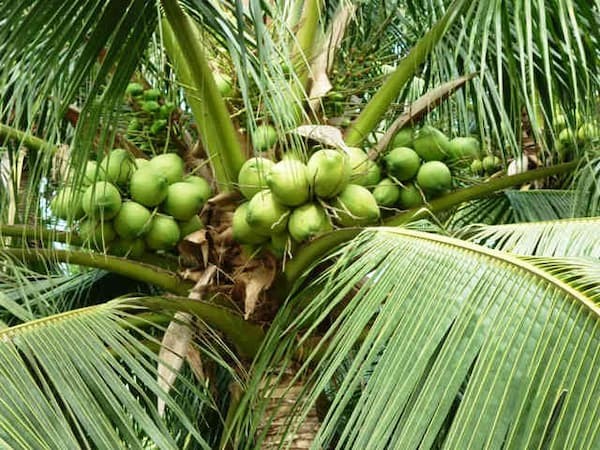 Bài văn tả cây dừa 5