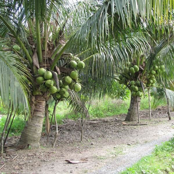 Bài văn tả cây dừa 6