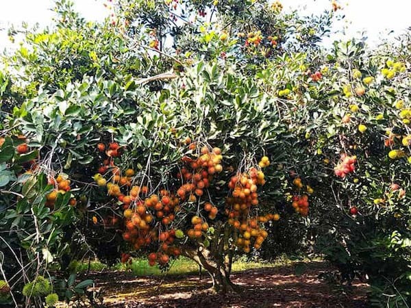 Vườn trái cây Út Phương
