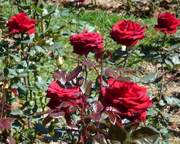 Bài văn tả cây hoa hồng số 1