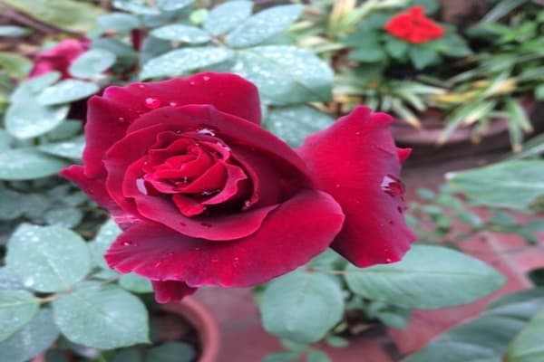 Bài văn tả hoa hồng 1