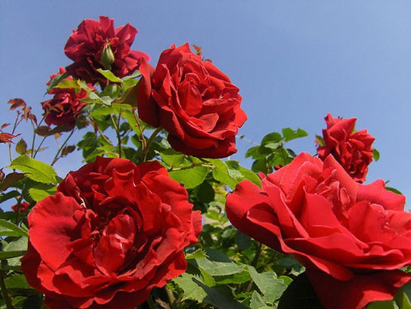 Bài văn tả cây hoa hồng số 4